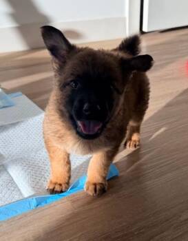 Sidekick -  Australian Shepherd and Shepherd Dog for Adoption in Phoenix, Arizona - Sidekick | PetCurious