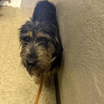 Avril -  Terrier Dog for Adoption in Birmingham, Alabama - Avril | PetCurious