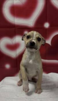 Chihuahua Dogs Available for Adoption in Ventura, California - Arby | PetCurious