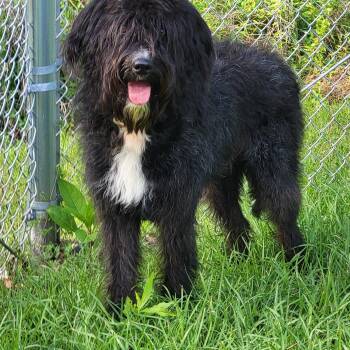 Labradoodle Dogs Available for Adoption - Noodle | PetCurious