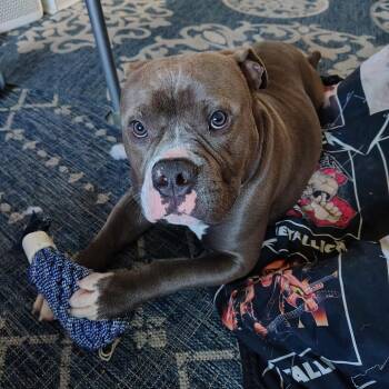 Cole - Foster Me To Adopt Me! -  Pit Bull Terrier Dog for Adoption in Bristol, Indiana - Cole - Foster Me To Adopt Me! | PetCurious