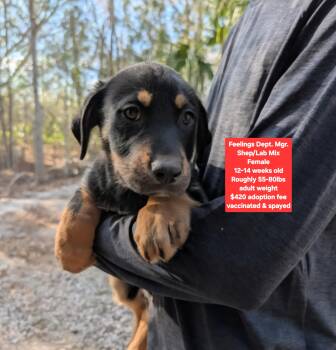 Shepherd and Labrador Retriever Dogs Available for Adoption - Feelings Dept. Mgr. | PetCurious