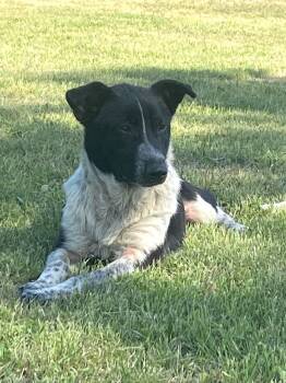 Border Collie and Australian Cattle Dog Blue Heeler Dogs Available for Adoption - Callie | PetCurious
