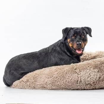 Diesel -  Rottweiler and Mixed Breed Dog for Adoption in Reno, Nevada - Diesel | PetCurious