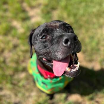 Dwight -  Pit Bull Terrier Dog for Adoption in Klein, Texas - Dwight | PetCurious