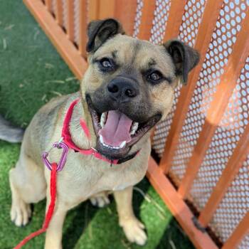 German Shepherd Dog and Mixed Breed Dogs Available for Adoption in Las Vegas, Nevada - BUCK | PetCurious