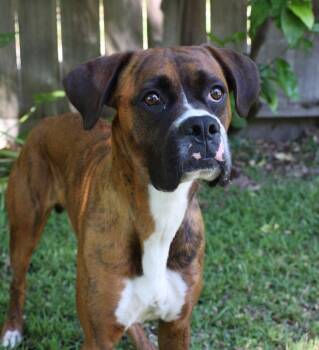 Boxer Dogs Available for Adoption - Hot Wheels | PetCurious