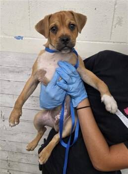 NUTTERBUTTER -  Pug and Mixed Breed Dog for Adoption in San Bernardino, California - NUTTERBUTTER | PetCurious
