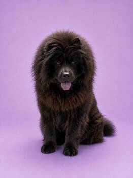 Fried Rice -  Chow Chow Dog for Adoption in Palo Alto, California - Fried Rice | PetCurious