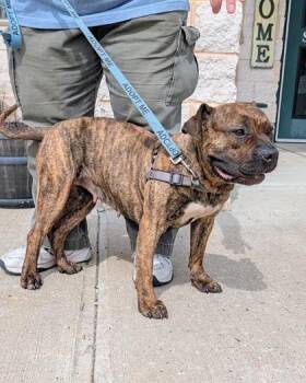 American Staffordshire Terrier and Mixed Breed Dogs Available for Adoption in Hamilton Township, New Jersey - Harper | PetCurious
