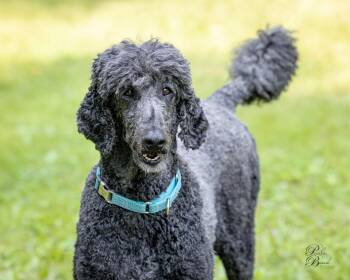 Jasper -  Standard Poodle Dog for Adoption in Courtice, Ontario - Jasper | PetCurious