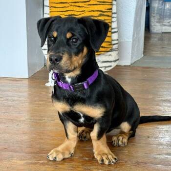 Coco -  Rottweiler and Basset Hound Dog for Adoption in Marfa, Texas - Coco | PetCurious