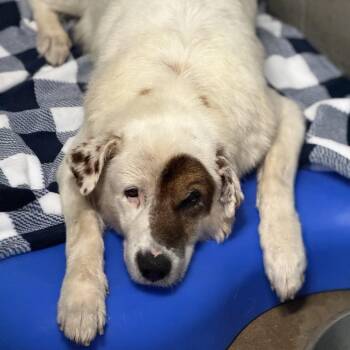 Willford Brimley -  Mixed Breed Dog for Adoption in Pauls Valley, Oklahoma - Willford Brimley | PetCurious