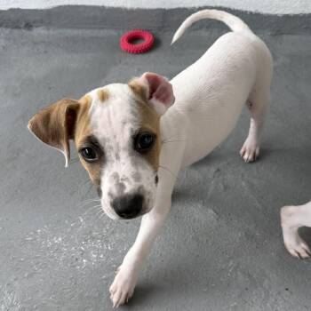 Chihuahua and Retriever Dogs Available for Adoption - Marlin | PetCurious