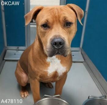 A478110 -  Pit Bull Terrier Dog for Adoption in Oklahoma City, Oklahoma - A478110 | PetCurious