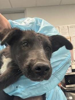 Slurp -  Cattle Dog and Mixed Breed Dog for Adoption in Fresno, California - Slurp | PetCurious