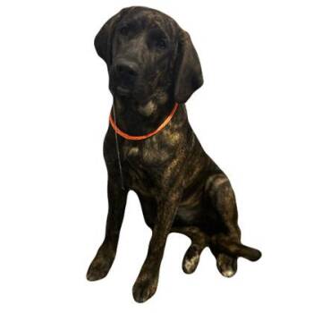 Whitney -  Plott Hound and Great Dane Dog for Adoption in Red Bluff, California - Whitney | PetCurious