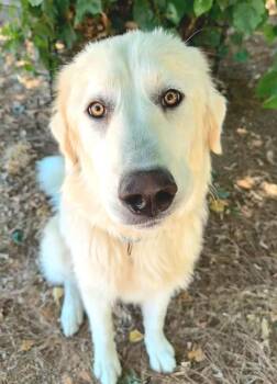 CHIMICHURRI -  Great Pyrenees and Mixed Breed Dog for Adoption in Sacramento, California - CHIMICHURRI | PetCurious