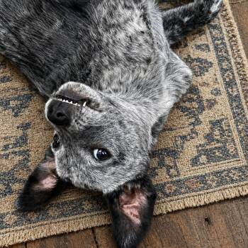 Australian Cattle Dog Blue Heeler Dogs Available for Adoption in Atlanta, Texas - Blu | PetCurious