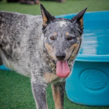 Cowboy -  Australian Cattle Dog Blue Heeler Dog for Adoption in Colorado Springs, Colorado - Cowboy | PetCurious
