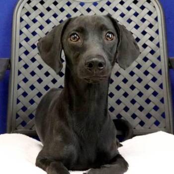 Guillermo -  Dachshund Dog for Adoption in Fort Davis, Texas - Guillermo | PetCurious