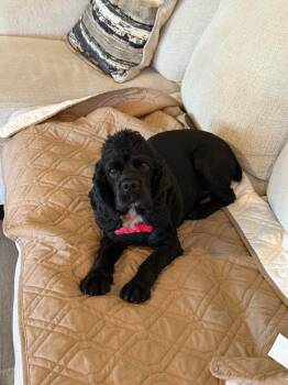 Waylon -  Cocker Spaniel Dog for Adoption in Matthews, North Carolina - Waylon | PetCurious