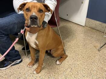 American Bulldog Dogs Available for Adoption in Doral, Florida - RAMBO | PetCurious