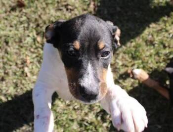 Rescue Shepherd and Doberman Pinscher Dogs for Adoption in Calera, Alabama - Kermit | PetCurious