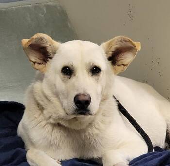 Shepherd and Mixed Breed Dogs Available for Adoption - Carl Townhouse | PetCurious