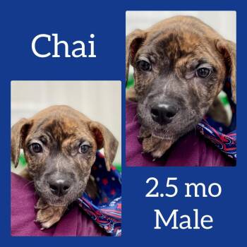 Ryder -  Mixed Breed Dog for Adoption in Cartersville, Georgia - Ryder | PetCurious