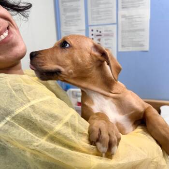 Mixed Breed Dogs Available for Adoption in Redwood Valley, California - Marlin | PetCurious