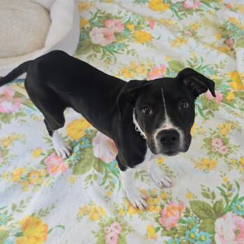 Dexter -  Hound and Mixed Breed Dog for Adoption in Milan, Illinois - Dexter | PetCurious