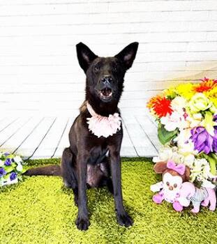 TONA -  Labrador Retriever Dog for Adoption in Castro Valley, California - TONA | PetCurious
