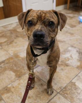 Mike -  Chihuahua Dog for Adoption in Harrison, New York - Mike | PetCurious