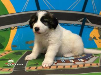 Collie and Anatolian Shepherd Dogs Available for Adoption - Rosie | PetCurious