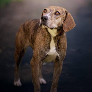 Lillian -  Beagle Dog for Adoption in Belleville, Illinois - Lillian | PetCurious