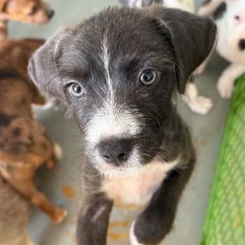 Steelie -  Mixed Breed Dog for Adoption in Isabela, Isabela - Steelie | PetCurious