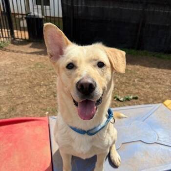 Rescue Yellow Labrador Retriever and Mixed Breed Dogs for Adoption in Lynchburg, Virginia - Delilah | PetCurious