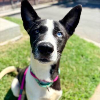 Blue Lagoon -  Border Collie and Mixed Breed Dog for Adoption in Concord, North Carolina - Blue Lagoon | PetCurious