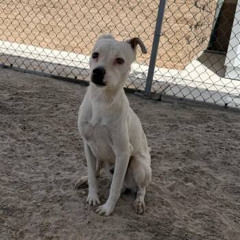 MARCUS -  Terrier and Mixed Breed Dog for Adoption in Thousand Palms, California - MARCUS | PetCurious