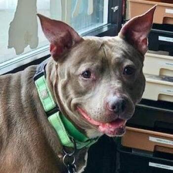 Pit Bull Terrier Dogs Available for Adoption in Chicago, Illinois - Lakota | PetCurious