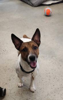 Hip Hop -  Jack Russell Terrier Dog for Adoption in New Rochelle, New York - Hip Hop | PetCurious