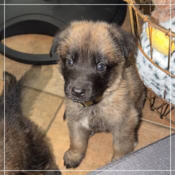 Belle Star -  Belgian Shepherd Malinois Dog for Adoption in Chandler, Arizona - Belle Star | PetCurious