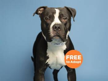 Pit Bull Terrier and American Bulldog Dogs Available for Adoption in Phoenix, Arizona - THEO | PetCurious