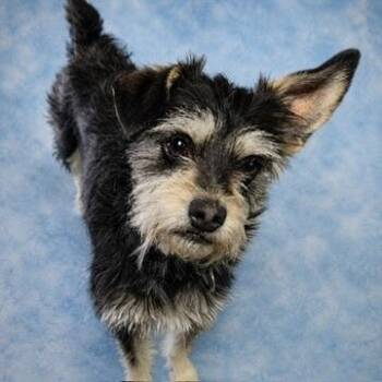 Miniature Schnauzer Dogs Available for Adoption in Long Beach, Washington - Tessa | PetCurious