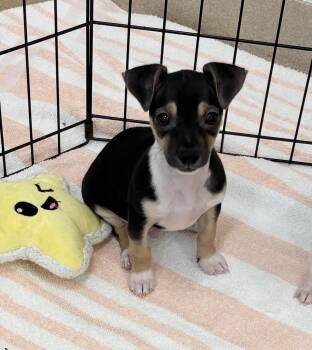 Marley 1555 -  Chihuahua Dog for Adoption in Boca Raton, Florida - Marley 1555 | PetCurious