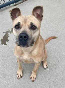 REESES -  Pit Bull Terrier and Mixed Breed Dog for Adoption in Tulsa, Oklahoma - REESES | PetCurious