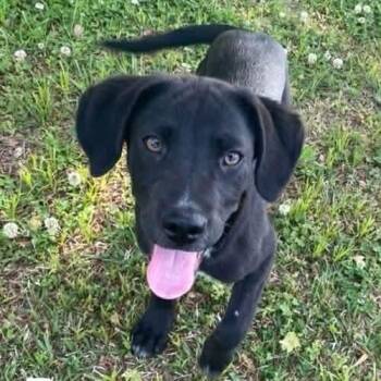 Labrador Retriever Dogs Available for Adoption in Glocester, Rhode Island - Pete | PetCurious