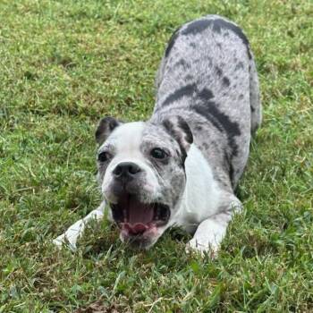Tiger in MO -  Boston Terrier Dog for Adoption - Tiger In MO | PetCurious