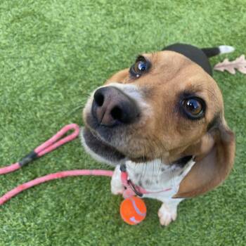 Rescue Beagle Dogs for Adoption in Bedford, New Hampshire - Stacy | PetCurious